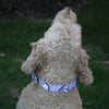 Lilac Waterproof Dog Collar