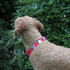 Red Waterproof Dog Collar